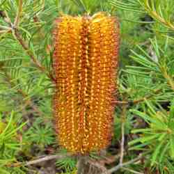 spinulosa var spinulosa